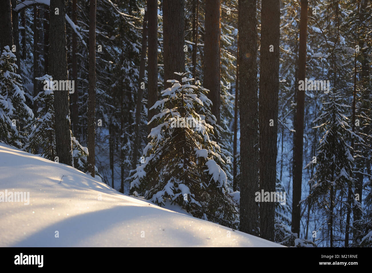 Landscape of the wintery snow covered forest view with sun glare Stock ...