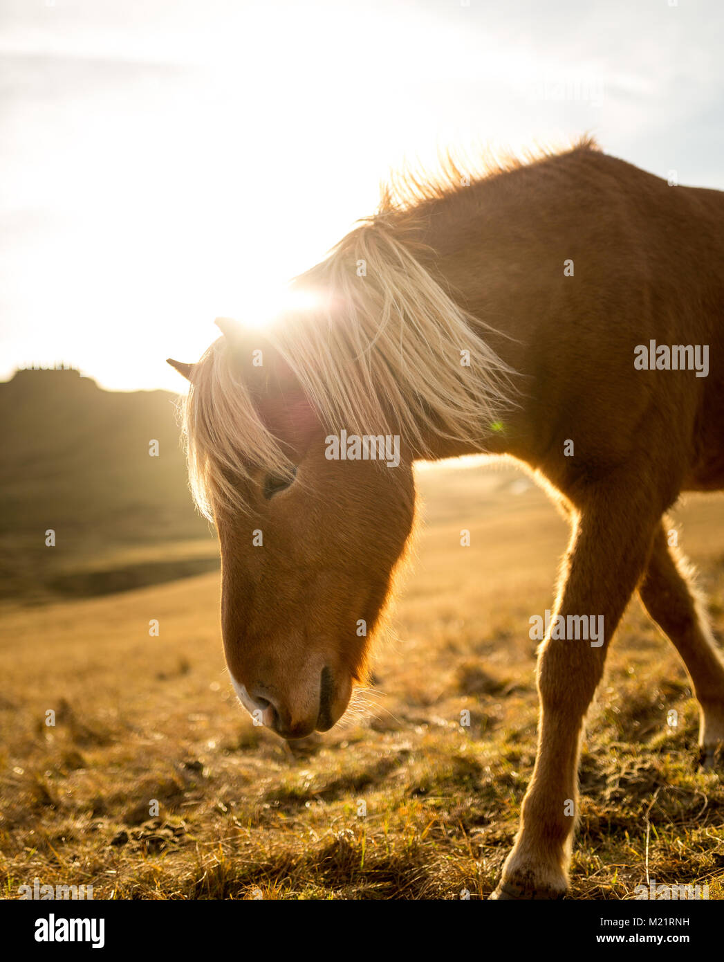 Iceland Horse at sunset by the road Stock Photo