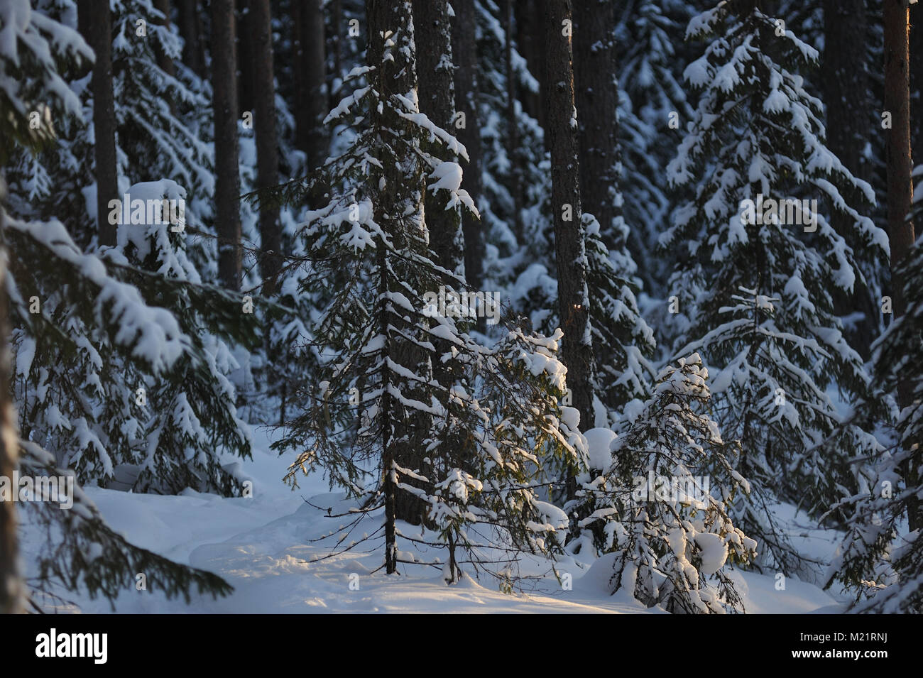 Landscape of the wintery snow covered forest view with sun glare Stock ...