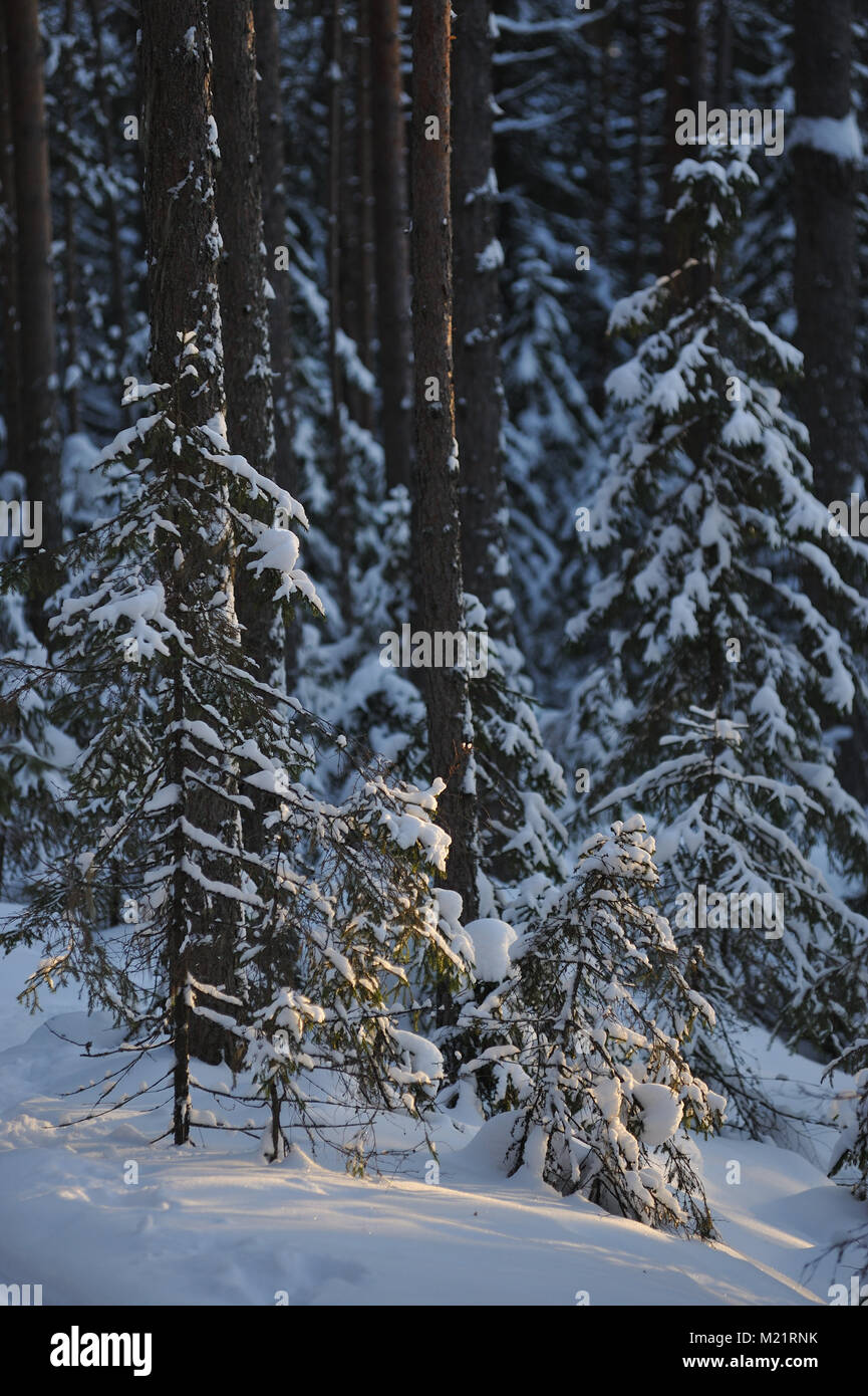 Landscape of the wintery snow covered forest view with sun glare Stock ...