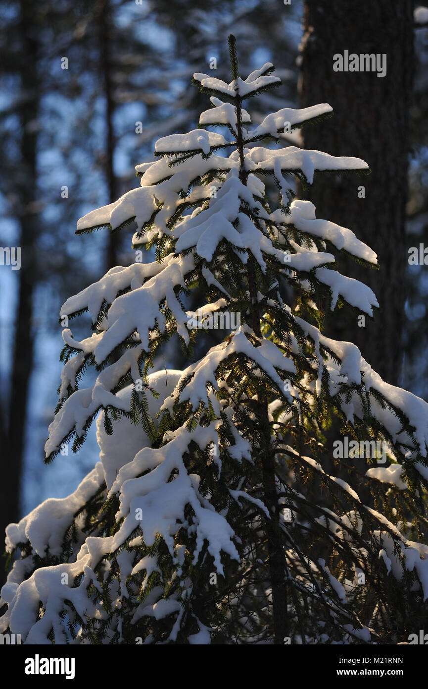Landscape of the wintery snow covered forest view with sun glare Stock ...