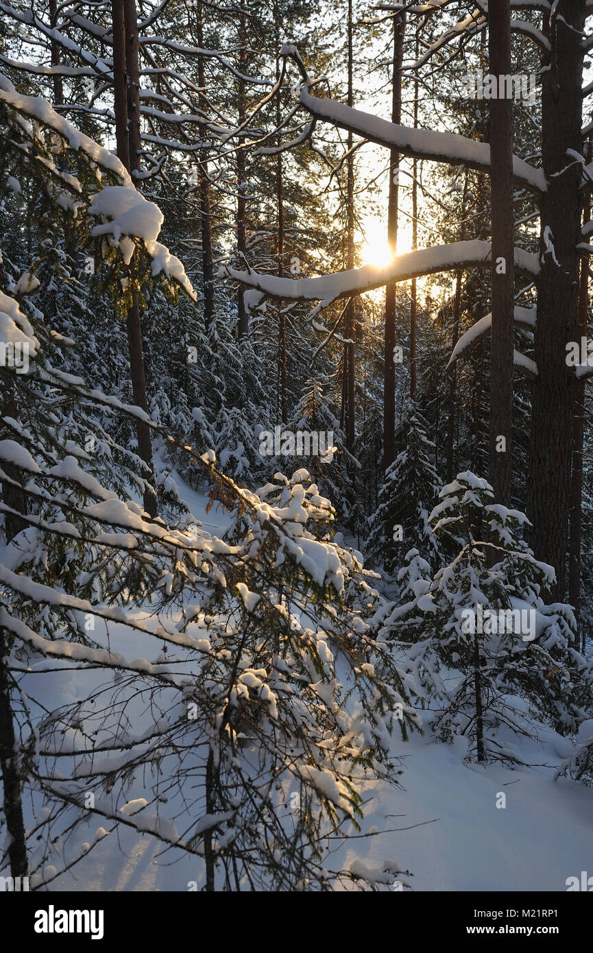 Landscape of the wintery snow covered forest view with sun glare Stock ...
