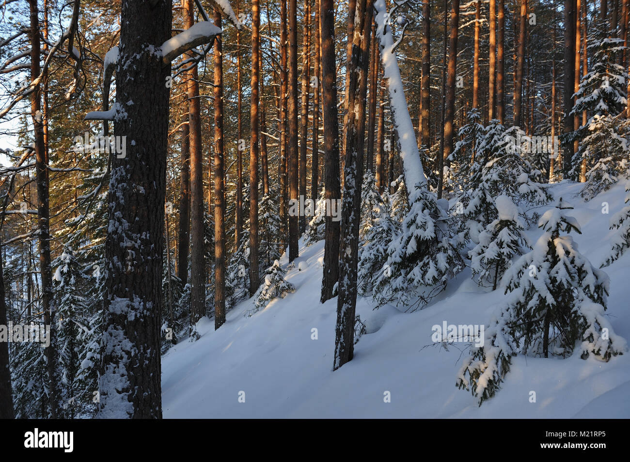 Landscape of the wintery snow covered forest view with sun glare Stock ...