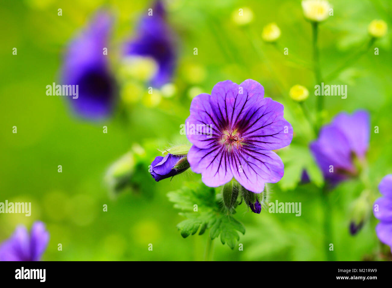 Geranium flower close up Stock Photo