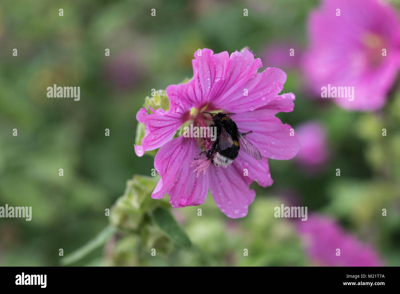 A Bumblebee on a flower. Stock Photo
