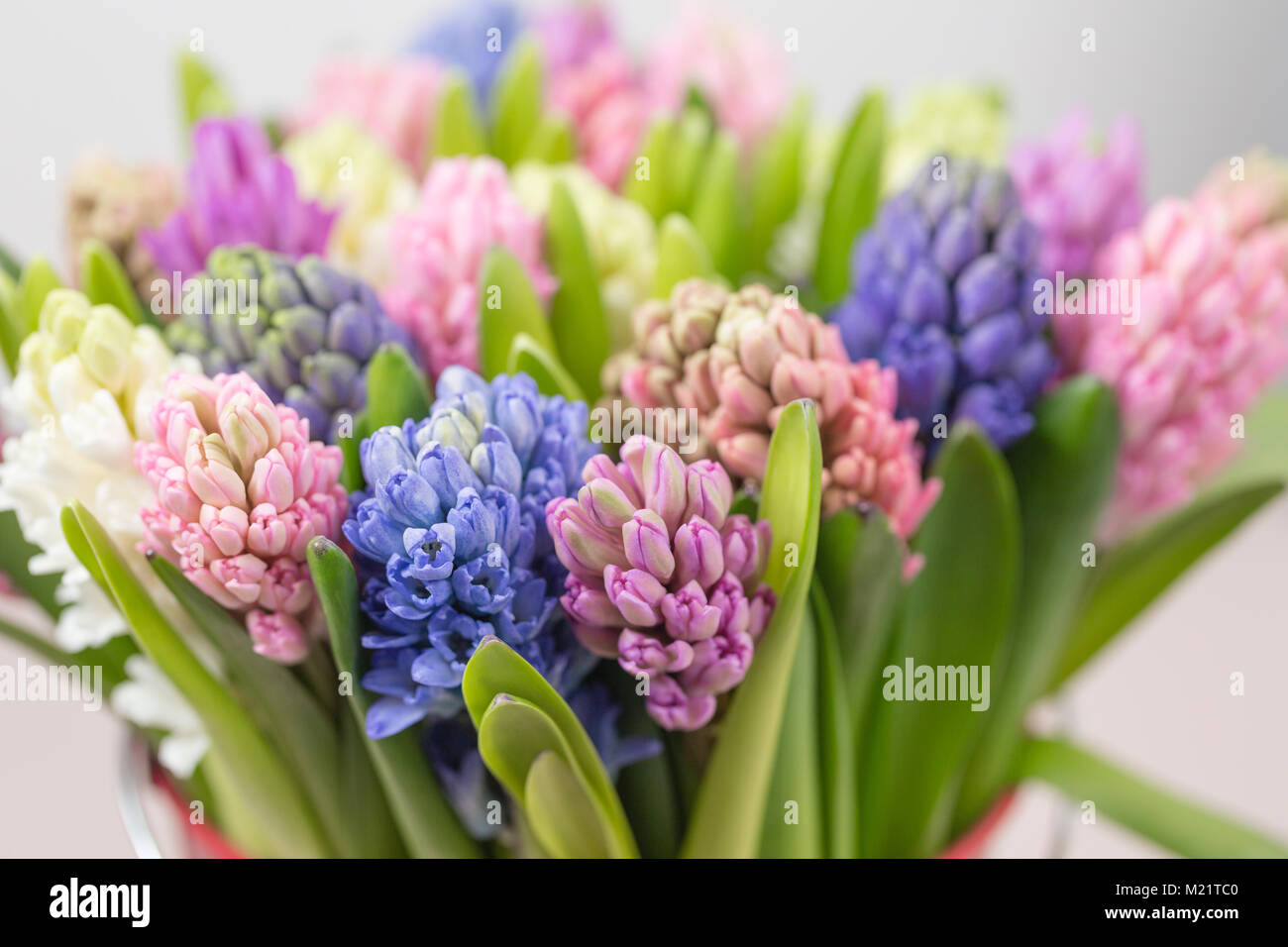 hyacinth closeup. Flower shop concept. Mixed color. Fresh spring