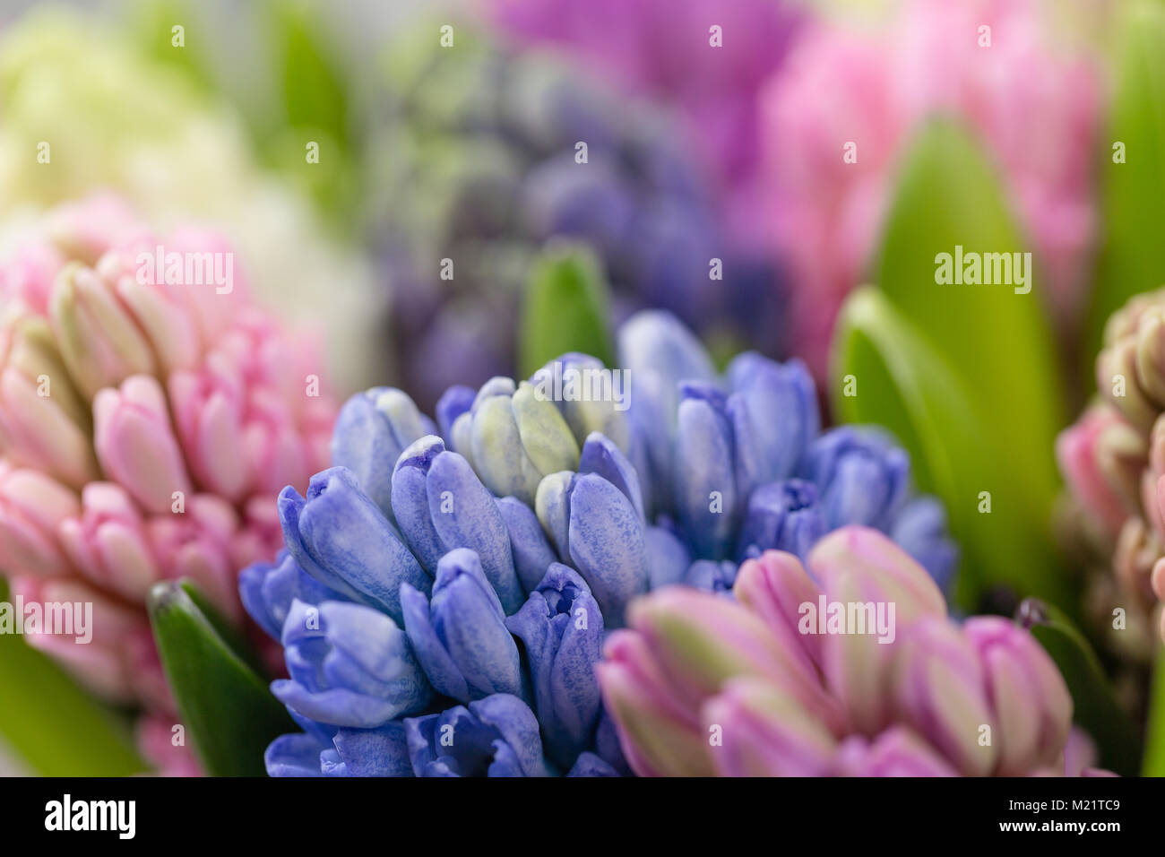 hyacinth closeup. Flower shop concept. Mixed color. Fresh spring