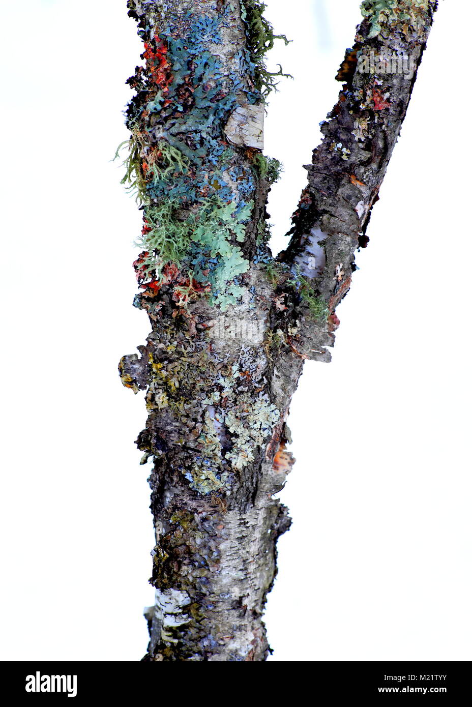 Lichen on a tree Stock Photo