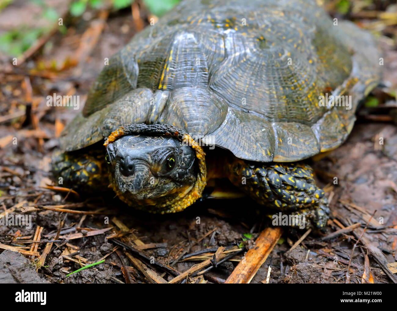 Wood turtle, Glyptemys insculpta, on the forest floor of Brule River State Forest in Wisconsin, USA. Stock Photo