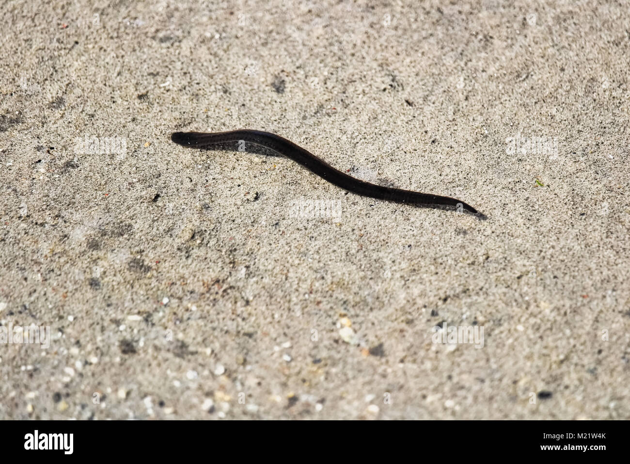 A leech swimming in sandy shallow water Stock Photo Alamy