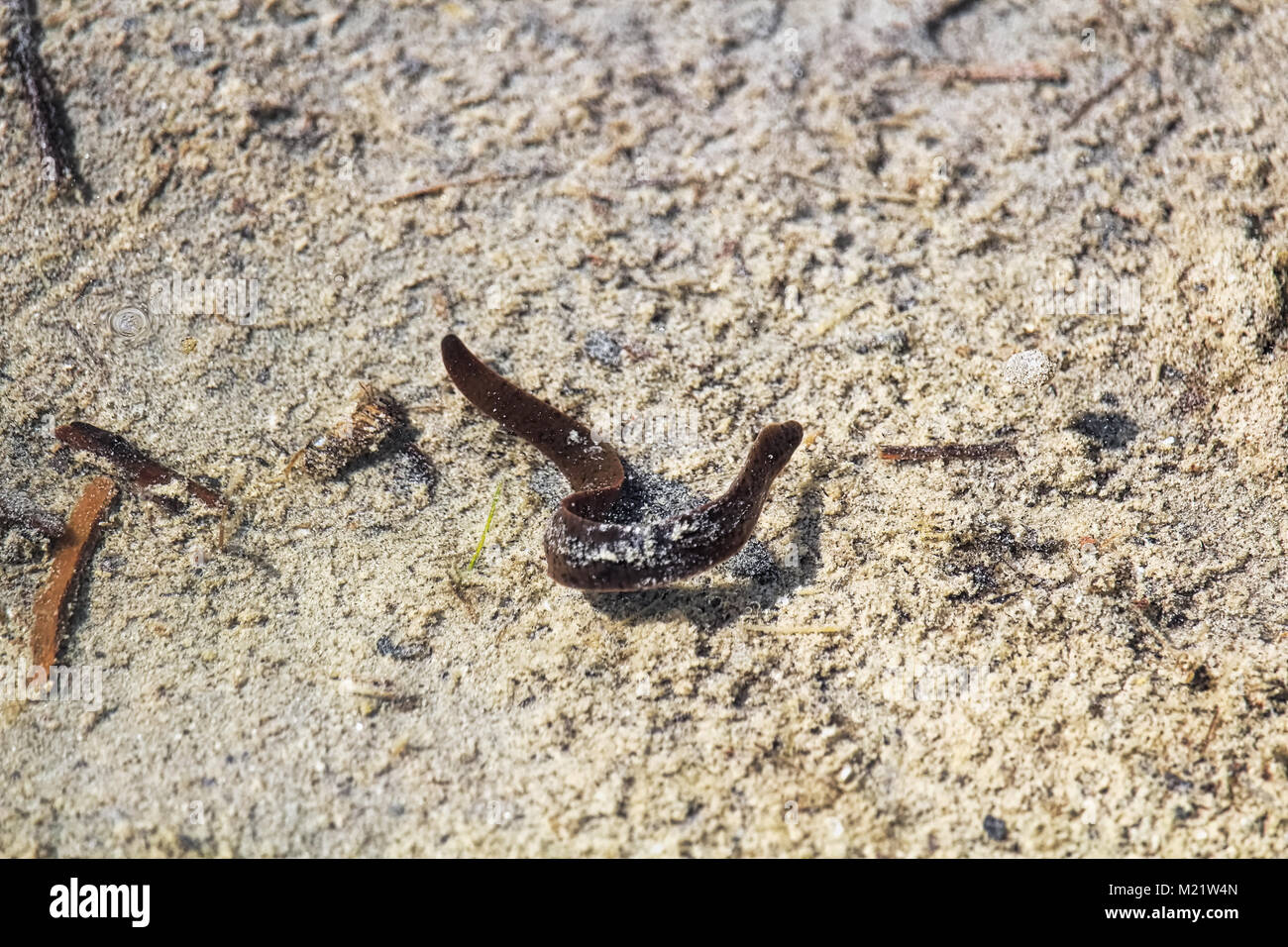 A leech swimming in sandy shallow water Stock Photo Alamy