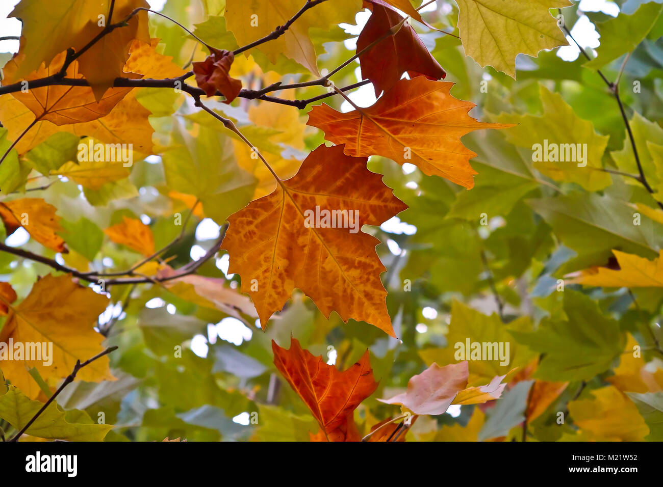 Leaves of a plane tree in a golden autumn Stock Photo - Alamy