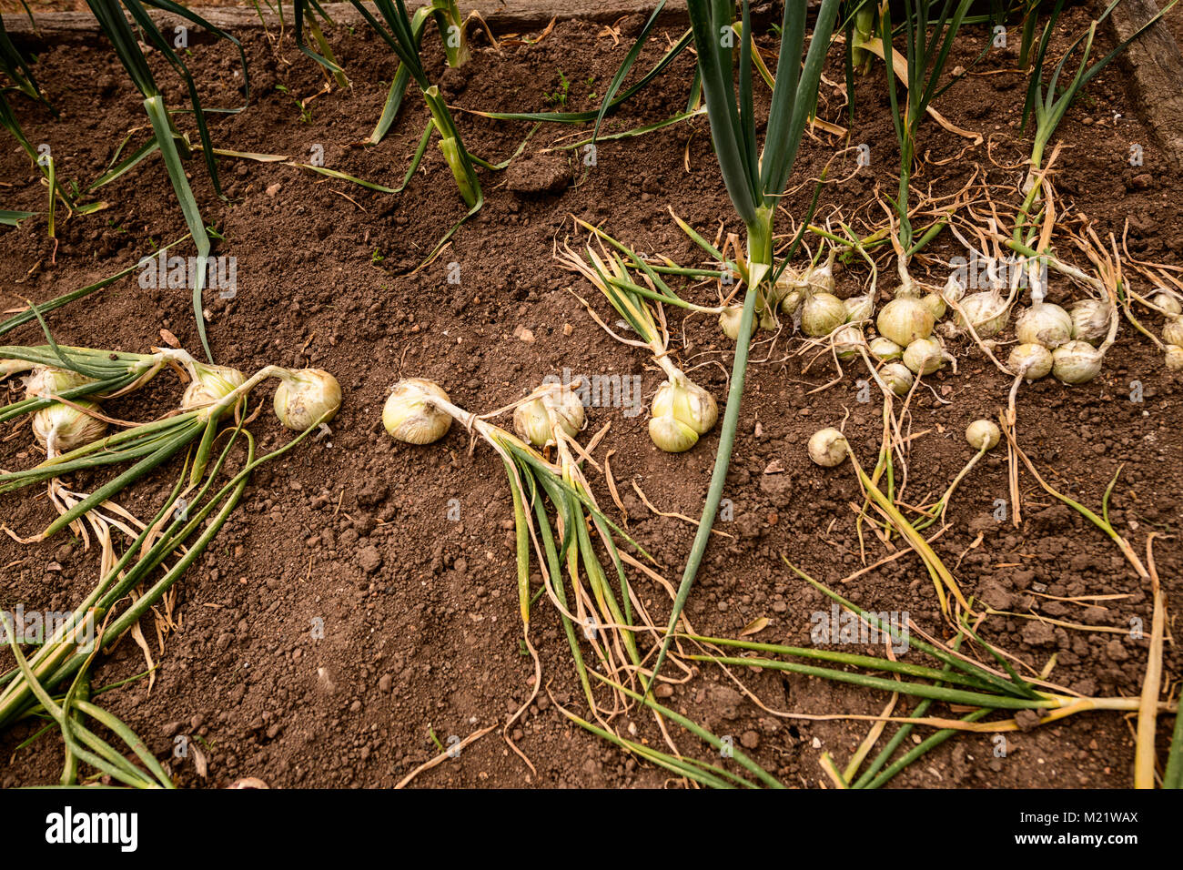 Planting onions at the correct distance makes a big difference when it