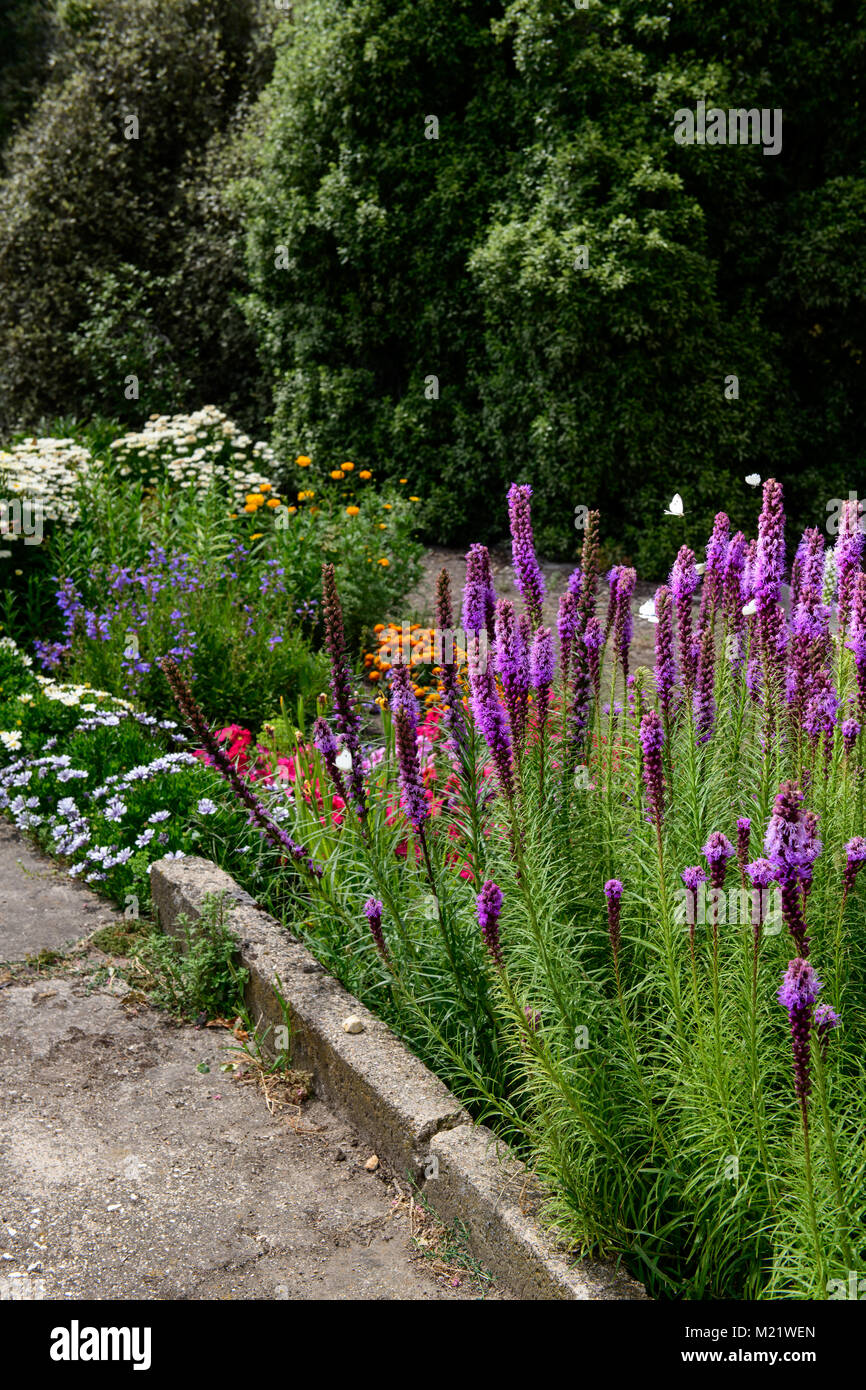 Garden butterflies hires stock photography and images Alamy