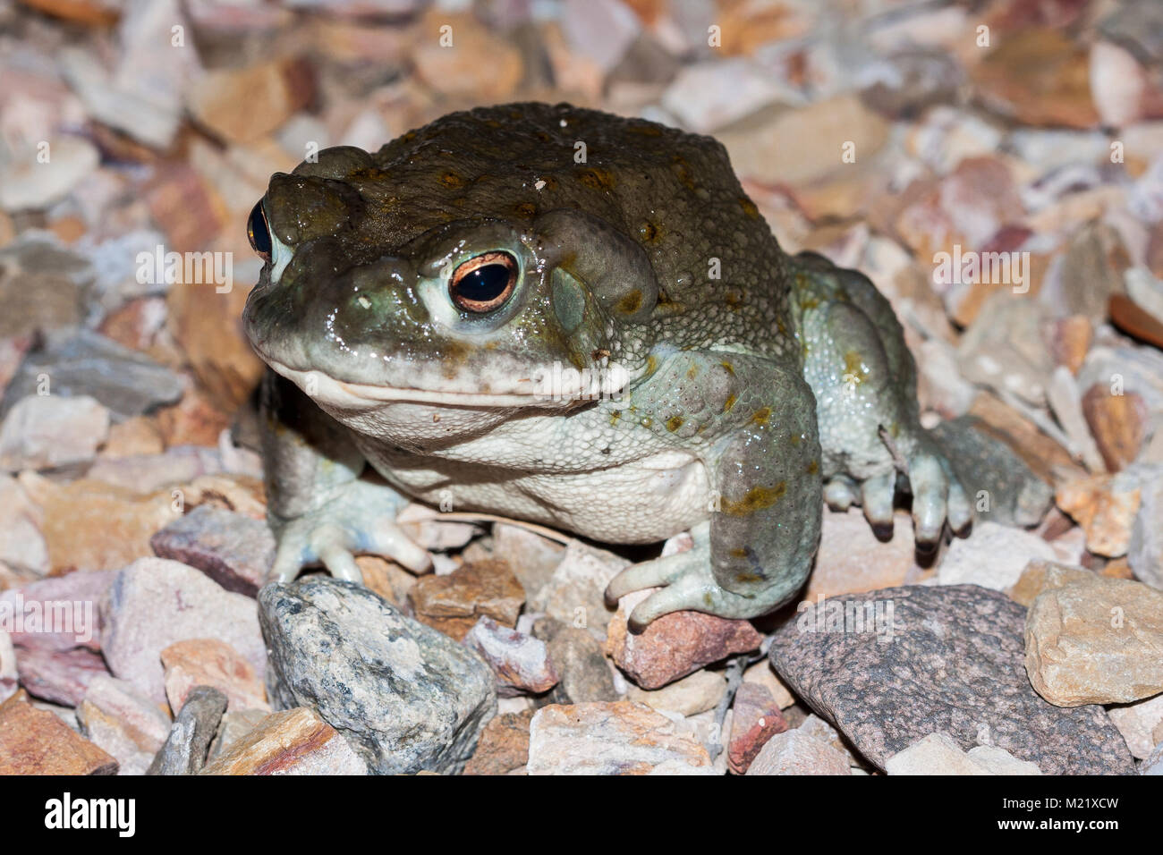 The Colorado River toad (Incilius alvarius), the Sonoran Desert toad