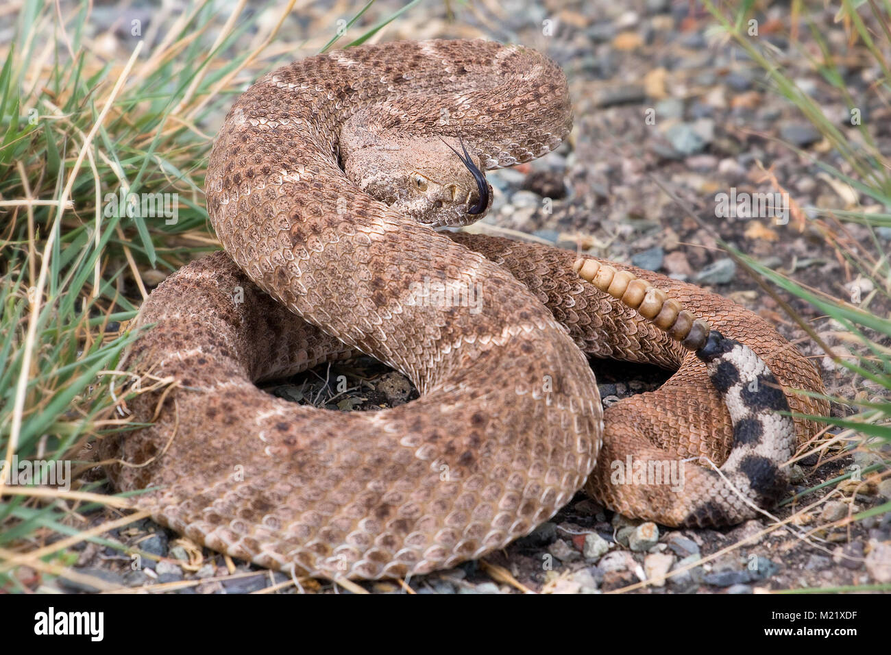 The western diamondback rattlesnake or Texas diamond-back(Crotalus atrox) is a venomous rattlesnake species in United States and Mexico. It is responsible for the majority of snakebite fatalities. Stock Photo