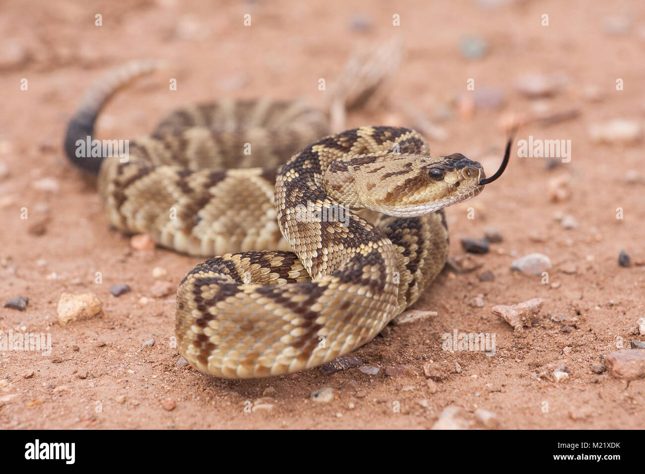 Crotalus molossus is a venomous pit viper species found in the southwestern United States and Mexico. Macro portrait. Common names: black-tailed rattlesnake, green rattler, Northern black-tailed Stock Photo