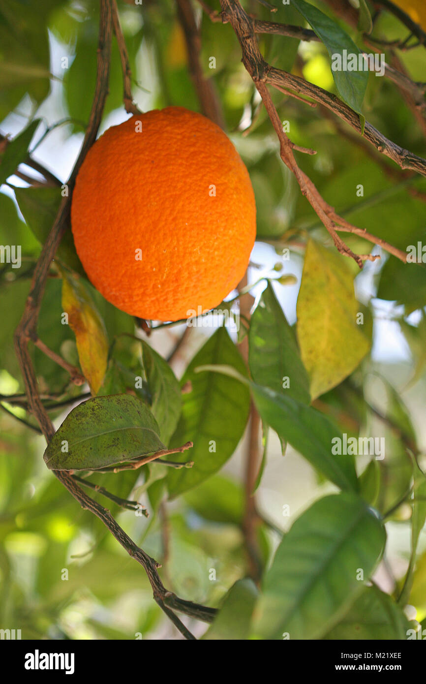 Delicious single orange fruit on tree Stock Photo