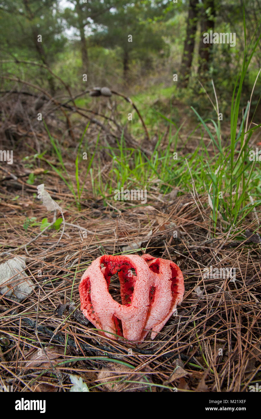 Clathrus ruber is a species of fungus in the stinkhorn family, and the type species of the genus Clathrus. It is commonly known as the latticed stinkhorn, the basket stinkhorn, or the red cage. Stock Photo