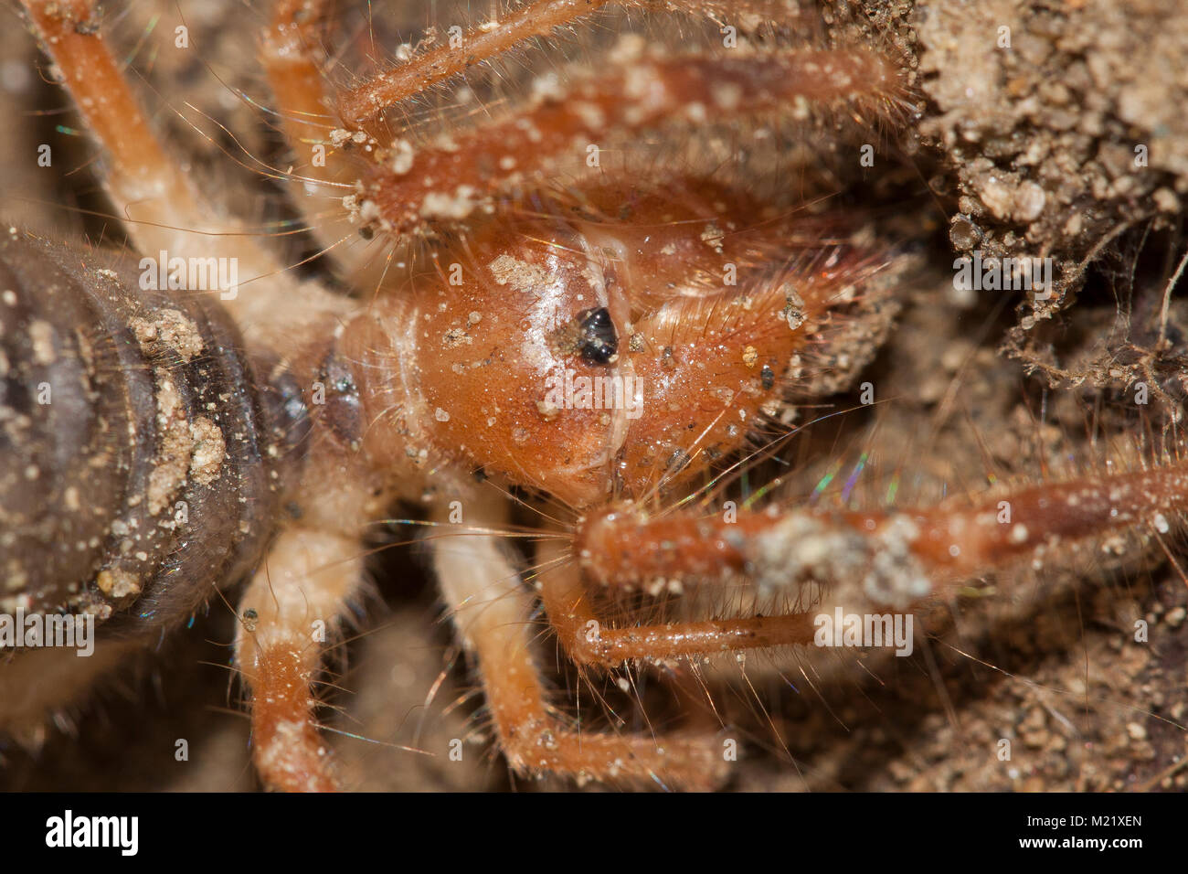 Solifugae is an order of animals in the class Arachnida known variously as camel spiders, wind scorpions, sun spiders, or solifuges. Macro portrait Stock Photo