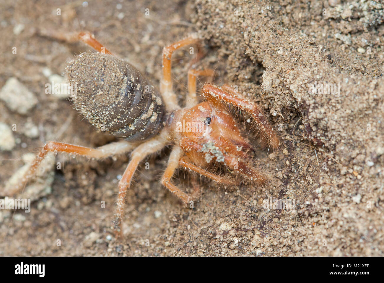 Solifugae is an order of animals in the class Arachnida known variously as camel spiders, wind scorpions, sun spiders, or solifuges. Macro portrait Stock Photo