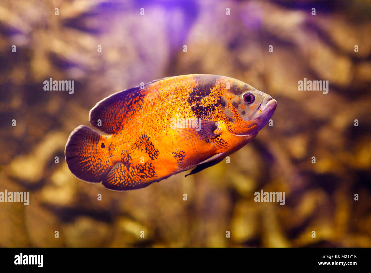 Oscar fish Astronotus ocellatus swimming underwater Stock Photo