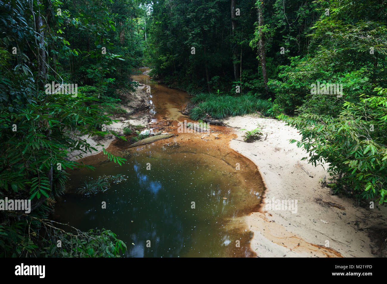 River and waterfall in Lambir, Borneo, Malaysia Stock Photo