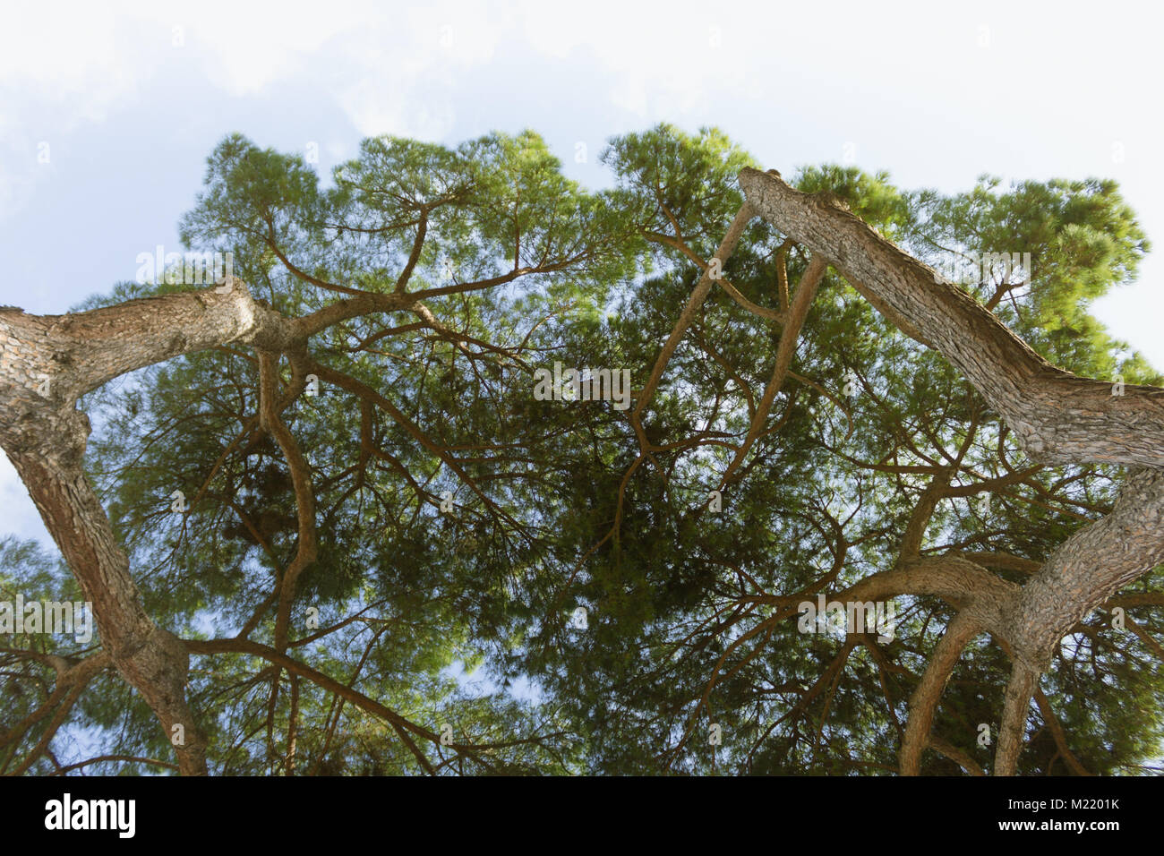 Upview of stone pine trees against blue sky Stock Photo - Alamy