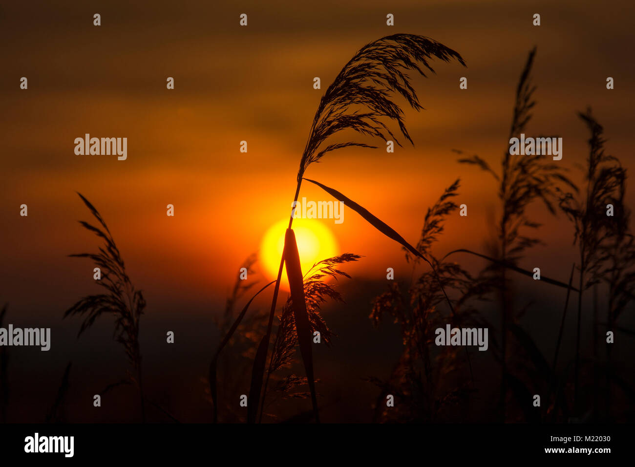 Sunset over the reed bed at Rietzer See (Lake Rietz), a nature reserve