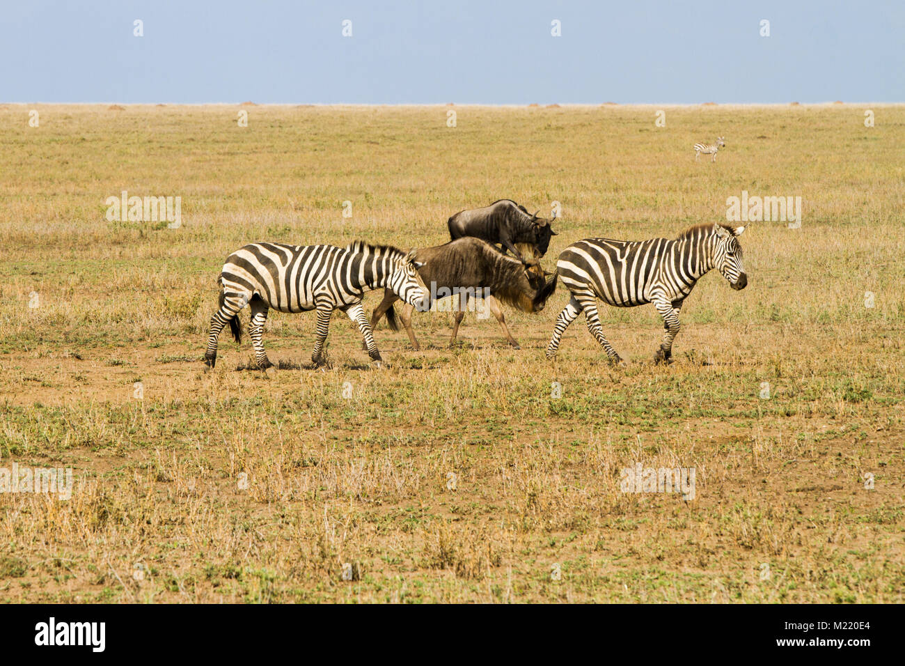 Field with zebras (Equus) and blue wildebeest (Connochaetes taurinus ...