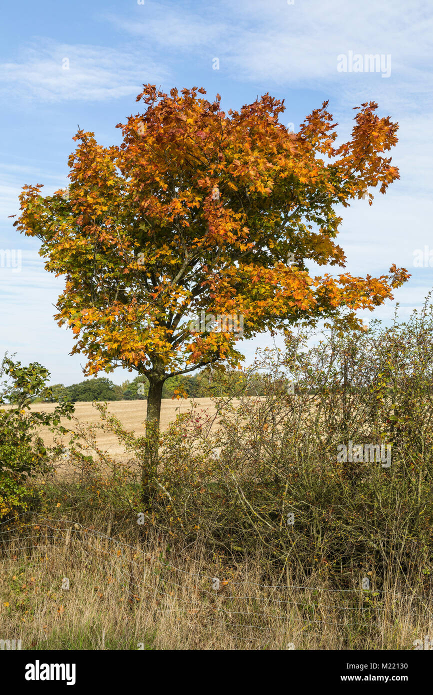 Sycamore tree in autumn hi-res stock photography and images - Alamy