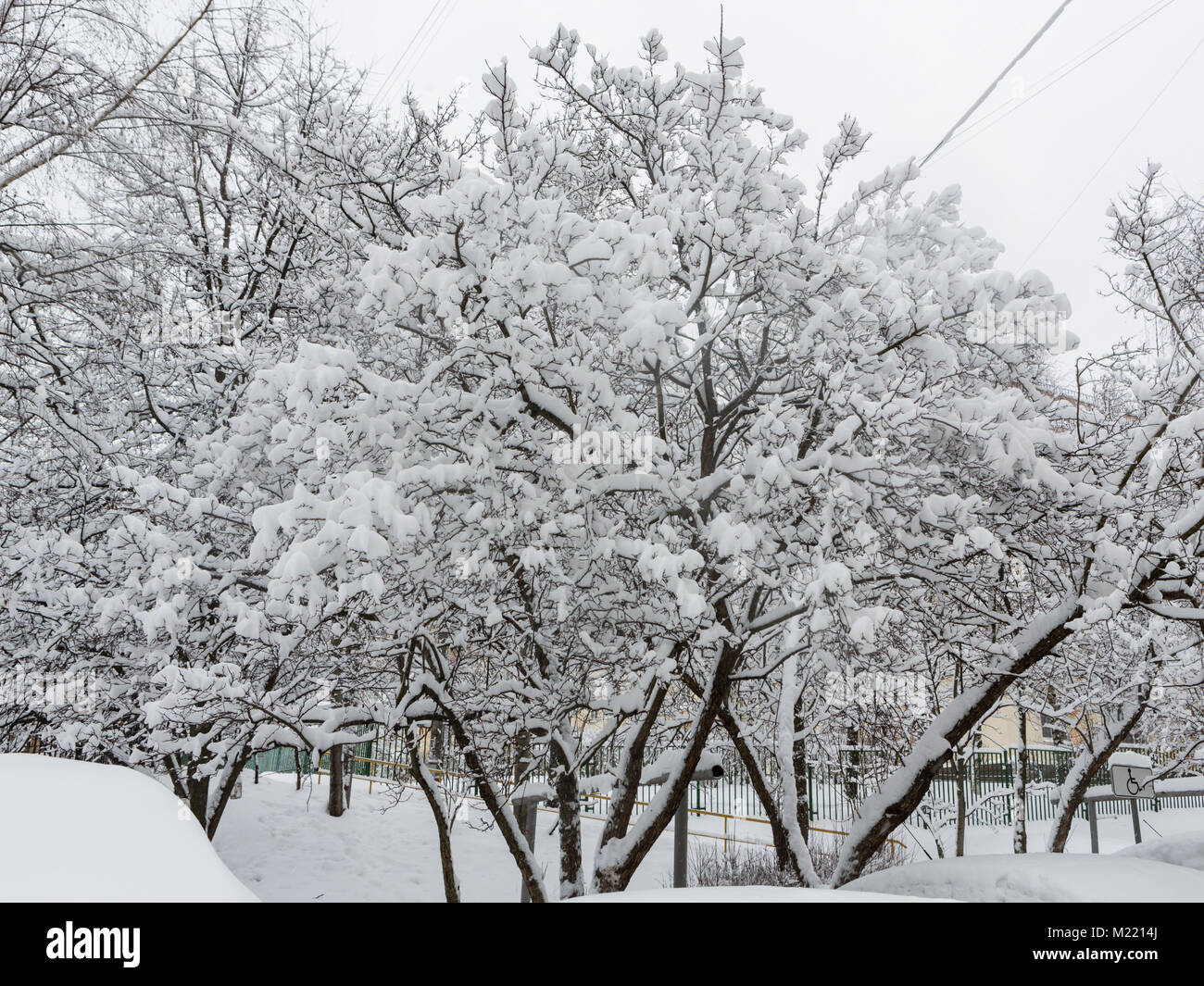 Heavy snowfall trees hi-res stock photography and images - Alamy