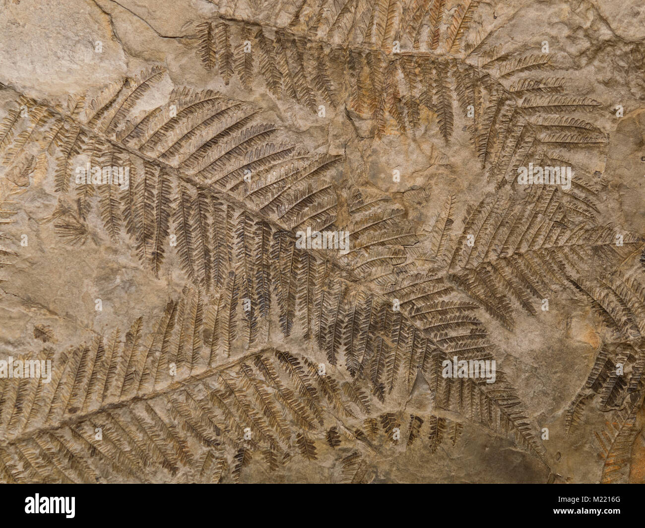 Petrified prehistorical ferns frond imprint on stone with plants branches and leaves Stock Photo
