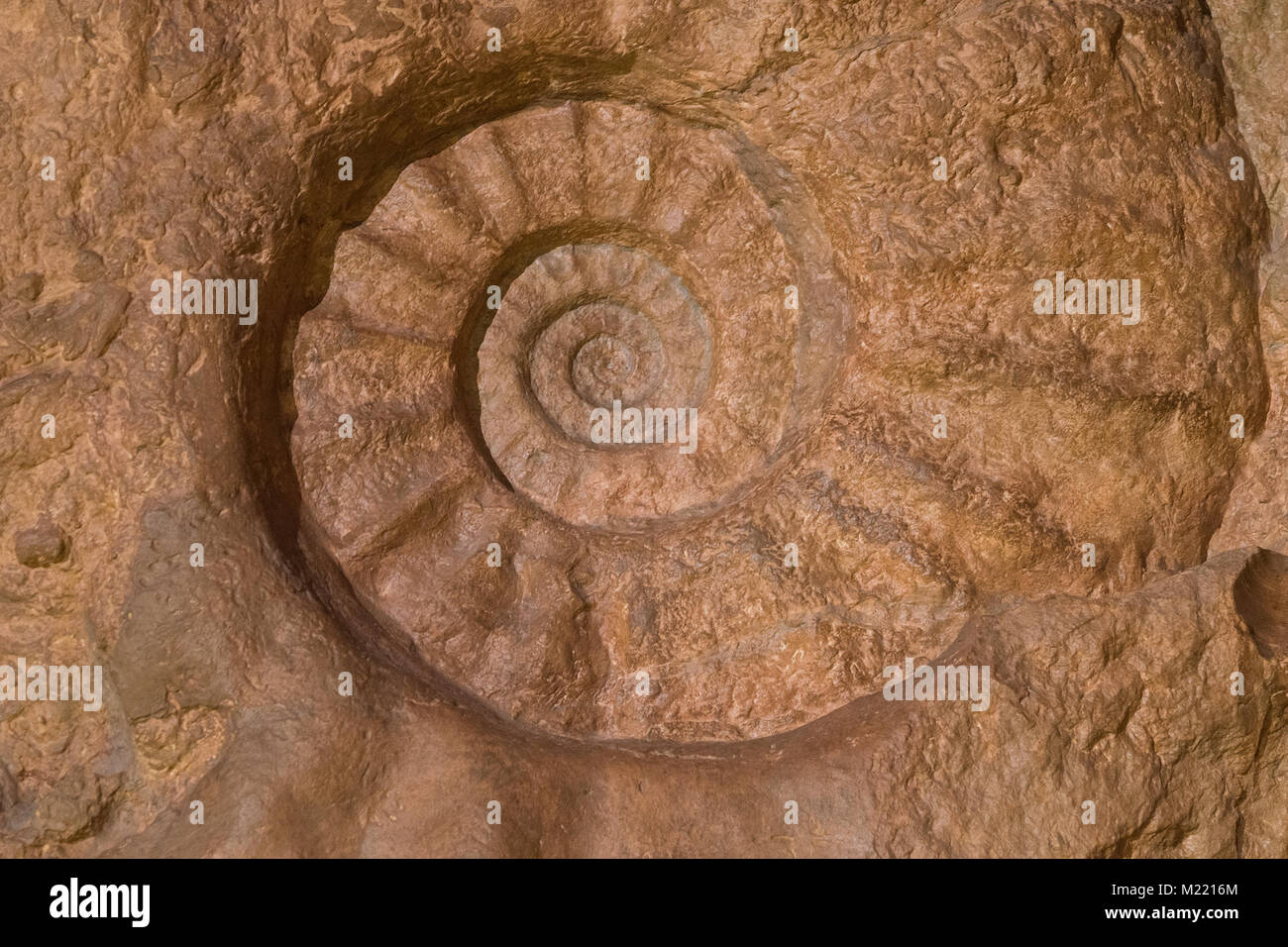 Shell of prehistoric ammonite imprint on stone. Paleontologic mineral of jurassic era. Stock Photo