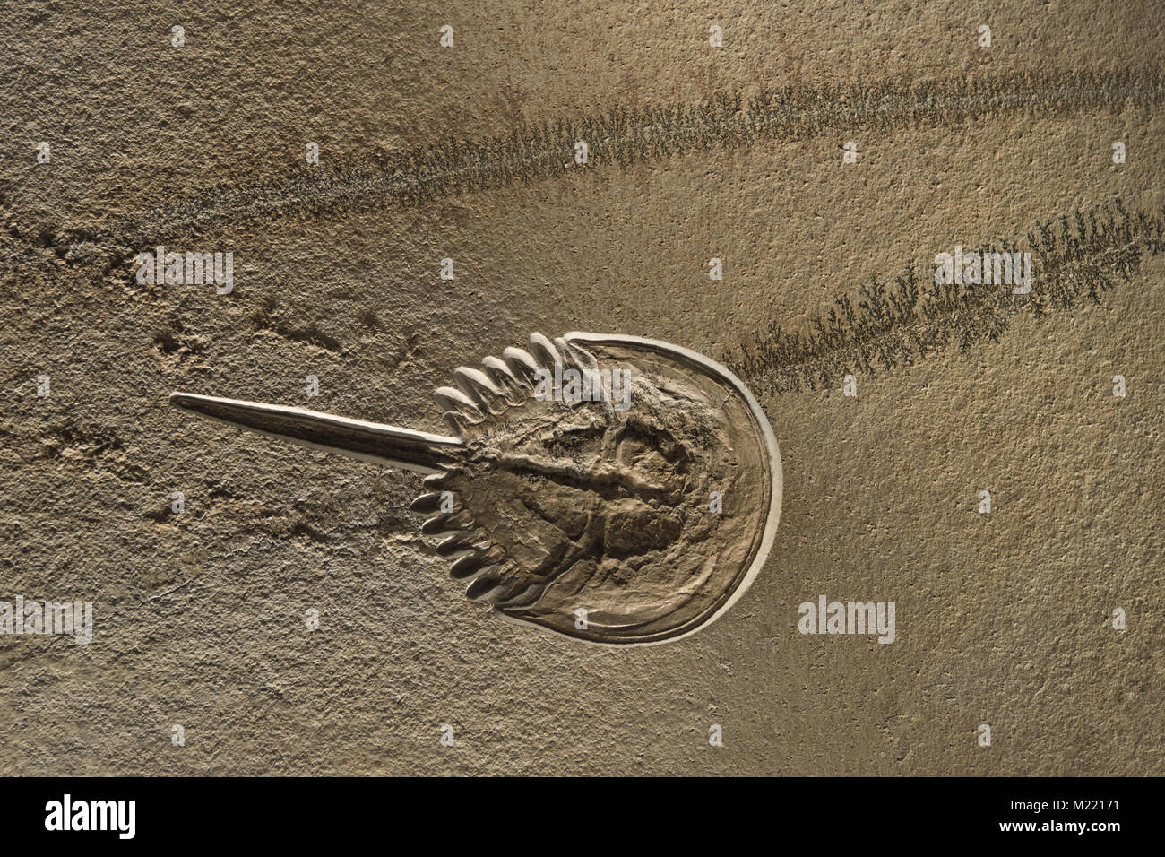 Mesolimulus walchi or Xiphosura fossil imprint on stone with footprints trace and seaweed plants petrifaction Stock Photo