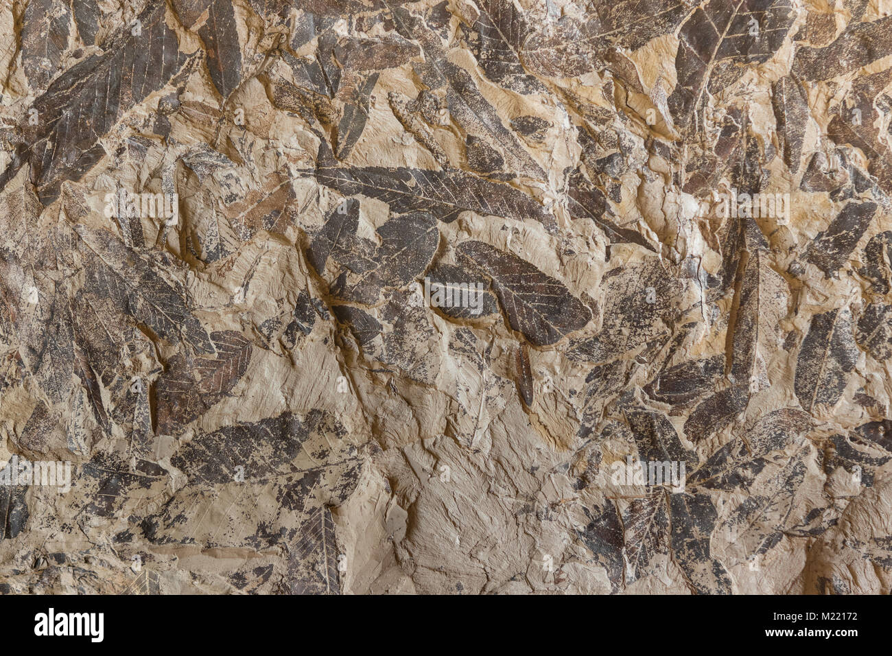 Background with Imprint of fossil prehistoric plant foliage on stone Stock Photo