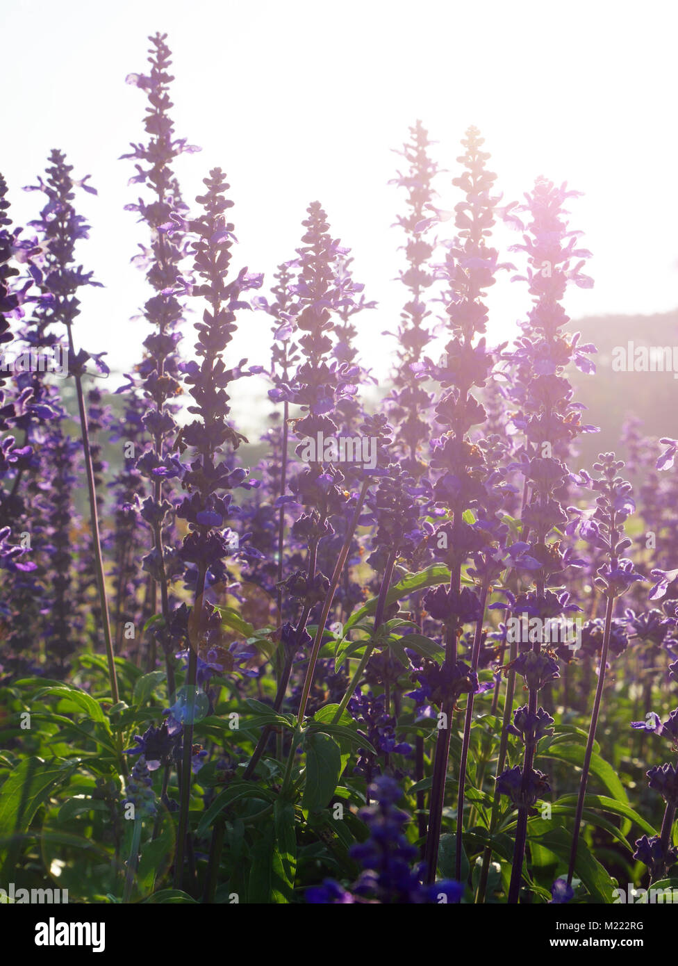 Violet salvia divinorum flowers in a field, backlited Stock Photo