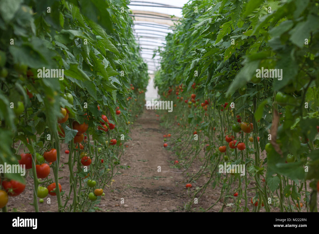 Beautiful red ripe heirloom tomatoes grown in a greenhouse. Gardening ...