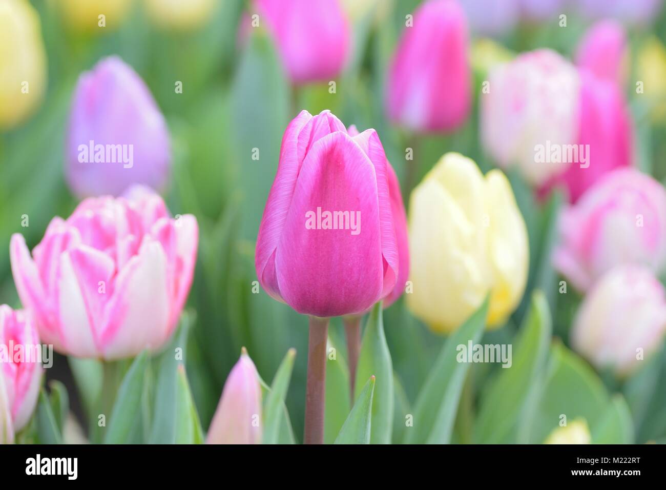 Macro background of colorful spring Tulip flowers at garden Stock Photo