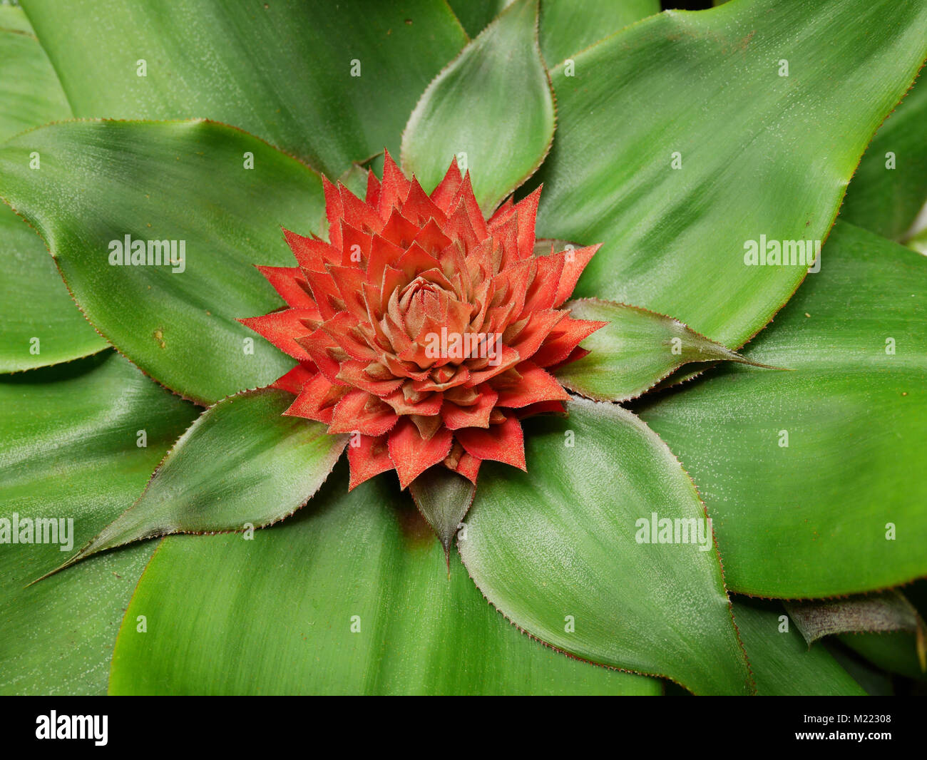 Close up of red Aechmea bromeliad flower on its green leaves. Native to Brazil, often grown as a houseplant Stock Photo