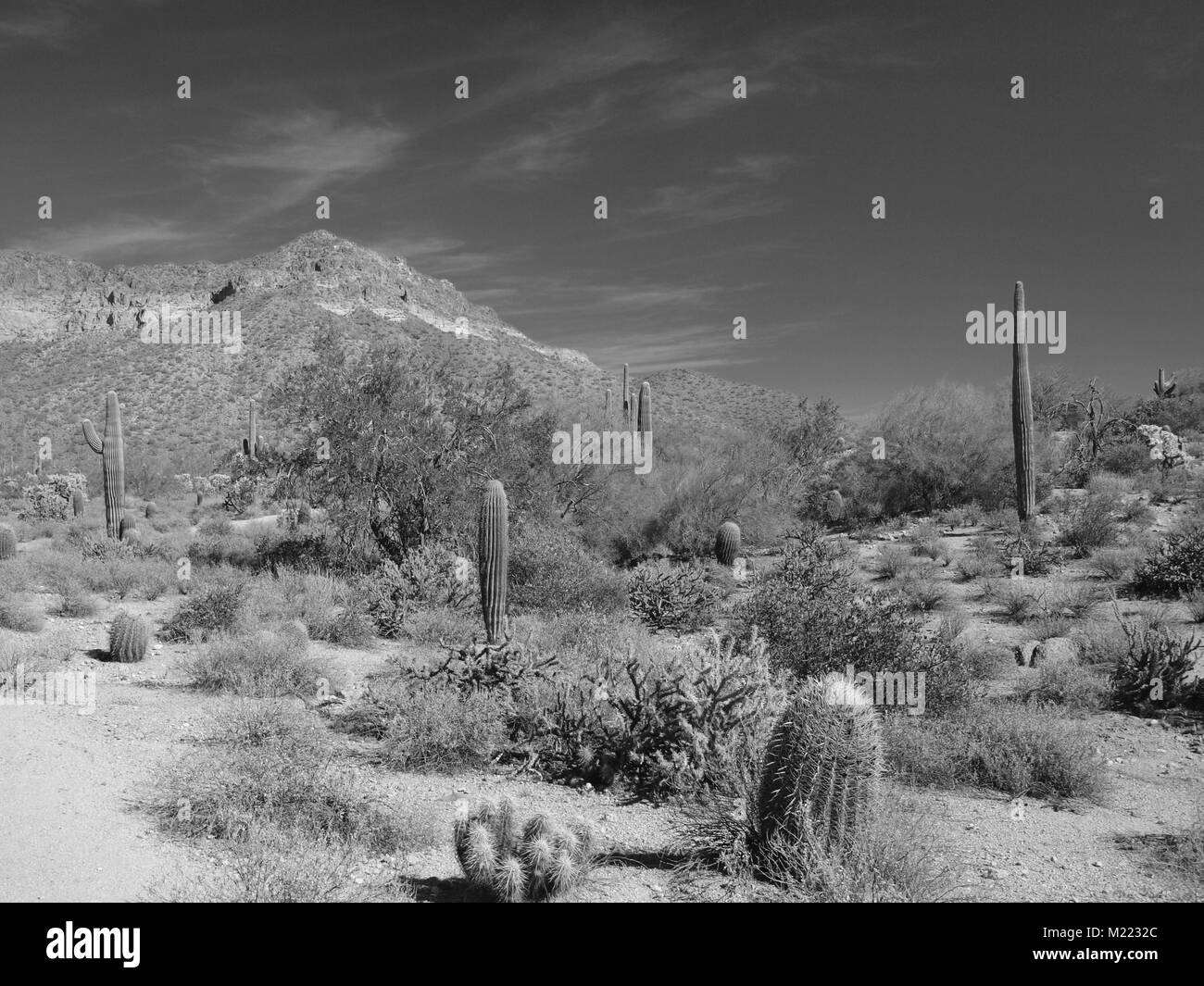 Arizona desert scenes in black and white east of Mesa, Arizona Stock ...