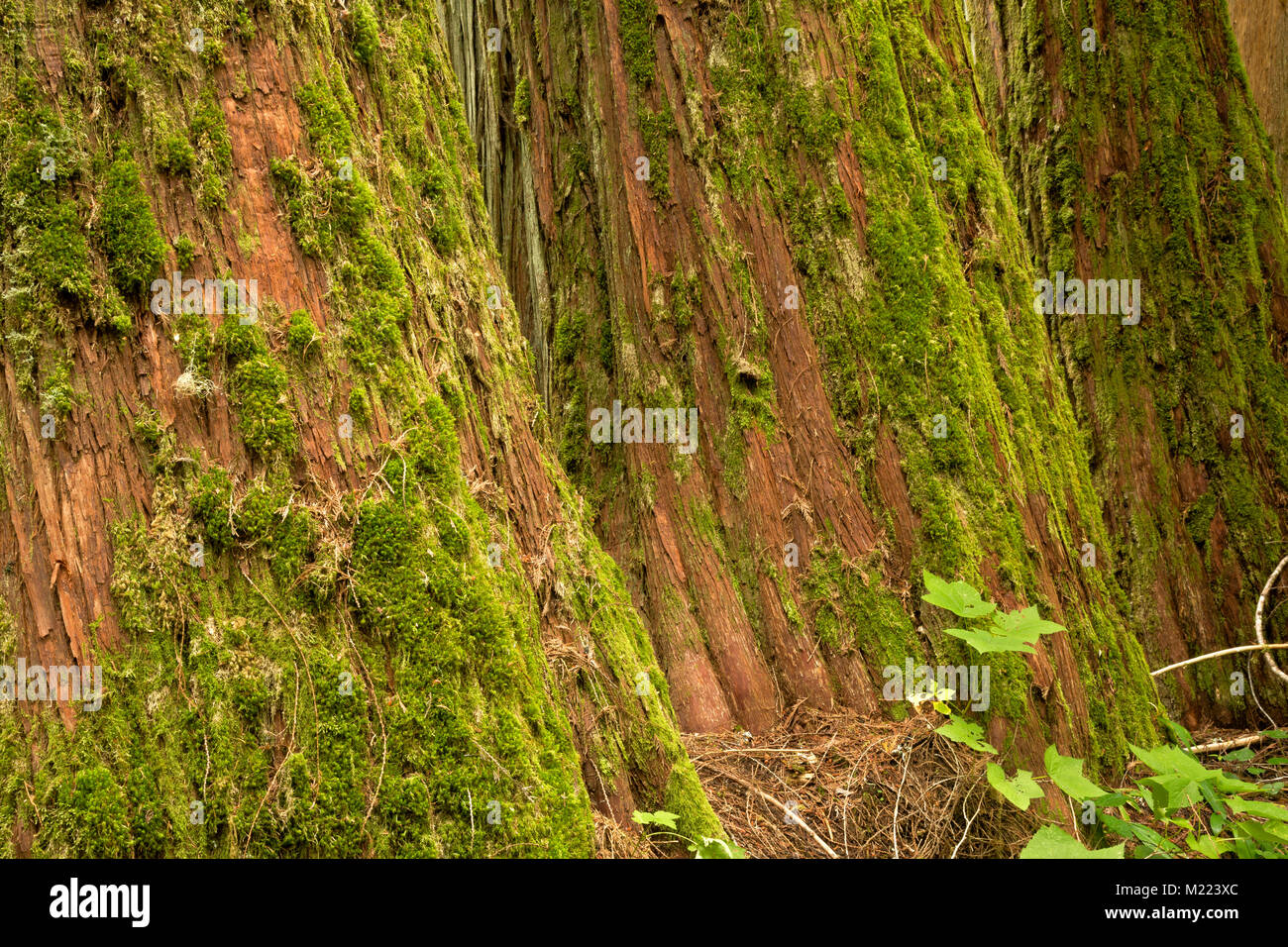 WA13218-00...WASHINGTON - Three huge Western Red Cedar trees growing together along the Big Beaver Trail section of the Pacific Northwest Trail in Ros Stock Photo