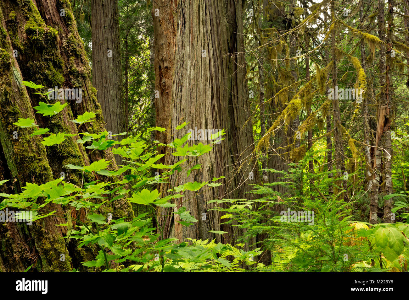 WA13220-00...WASHINGTON - Giant Western Red Cedar trees growing among the vine maple and devils club in the Big Beaver Valley section of the Pacific N Stock Photo