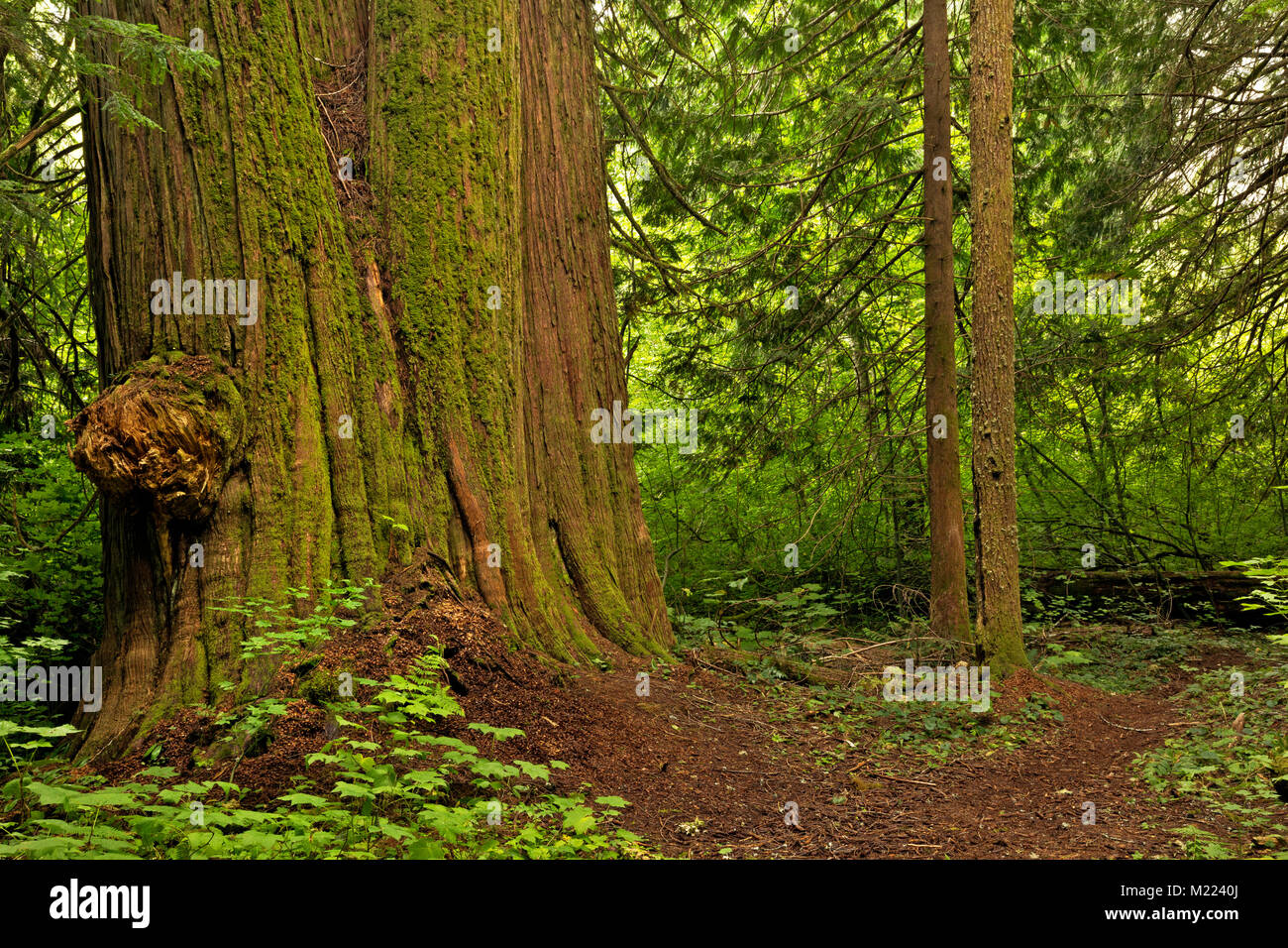 Pacific northwest big trees hires stock photography and images Alamy