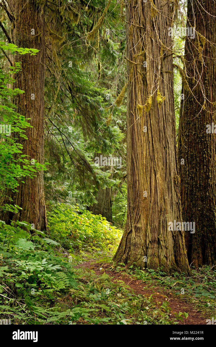 WA13232-00...WASHINGTON -Giant Western Red Cedar trees growing along the Big Beaver Valley Trail section of the Pacific Northwest Trail in Ross Lake N Stock Photo