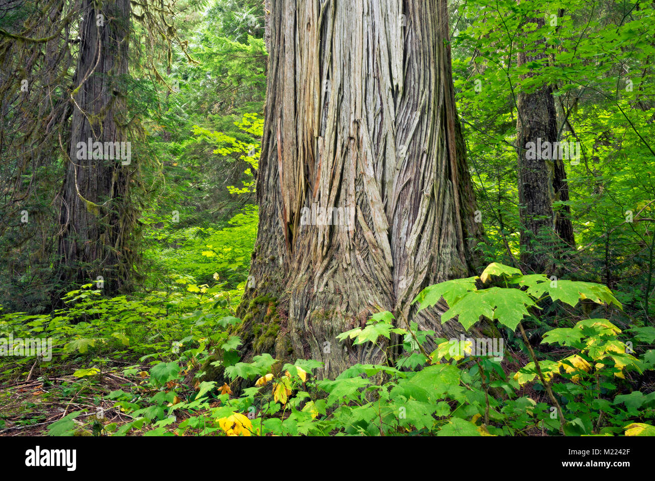 WA13233-00...WASHINGTON -Giant Western Red Cedar trees growingin the Big Beaver Valley along the Pacific Northwest Trail in Ross Lake National Recreat Stock Photo