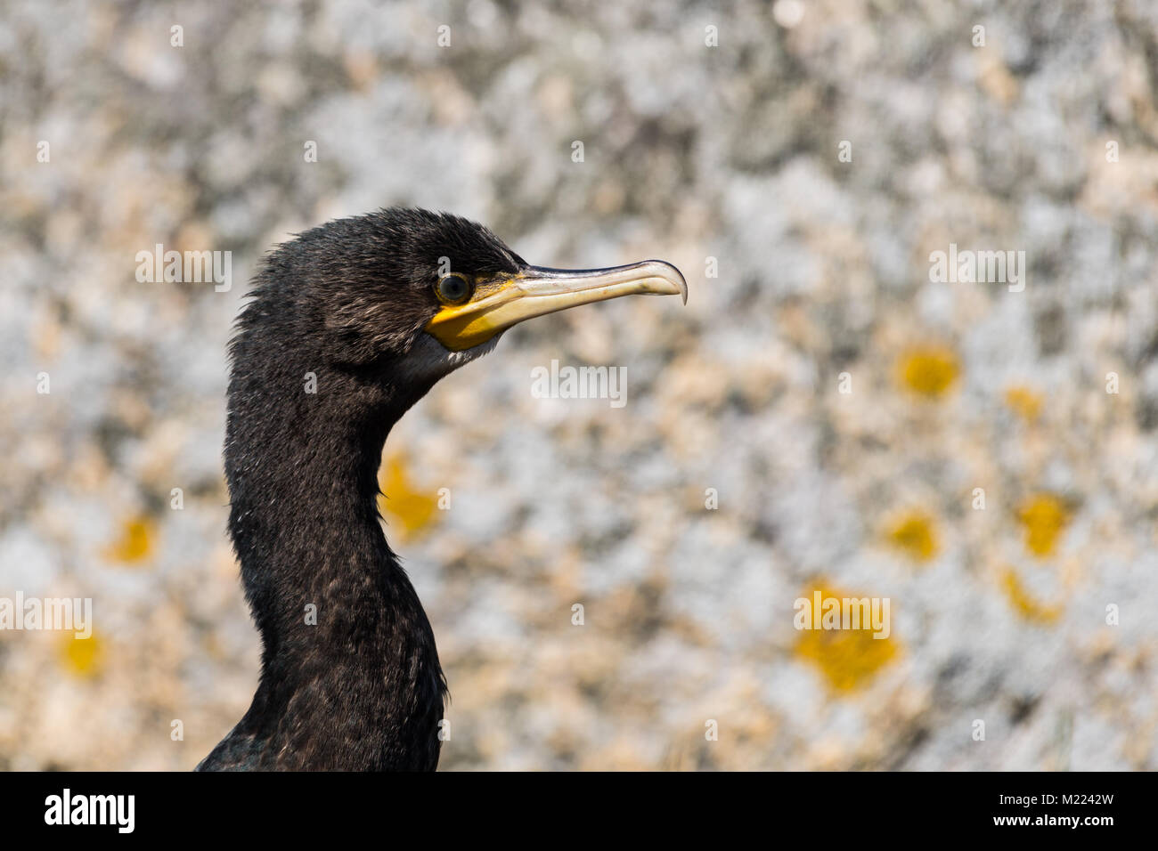 Head of Double-crested cormorant, Phalacrocorax auritus Stock Photo
