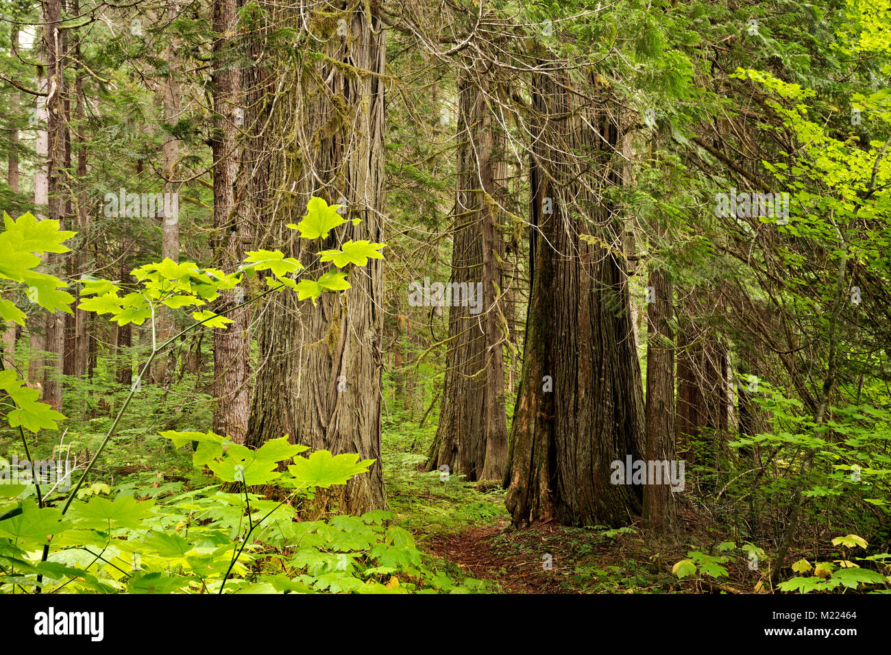 Pacific northwest big trees hires stock photography and images Alamy