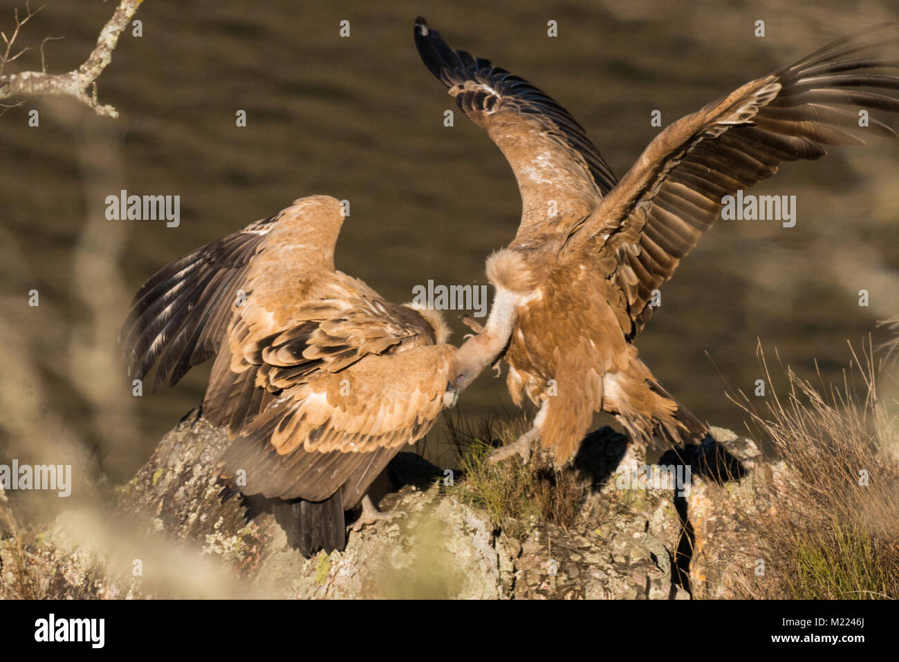 Griffon vulture Gyps fulvus in Extremadura Stock Photo