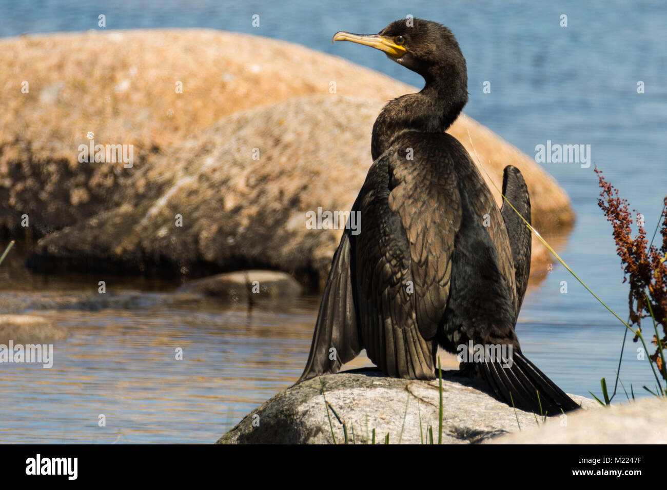 Double-crested cormorant, Phalacrocorax auritus Stock Photo